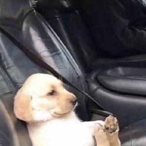 Meet your Posher, Zeyu